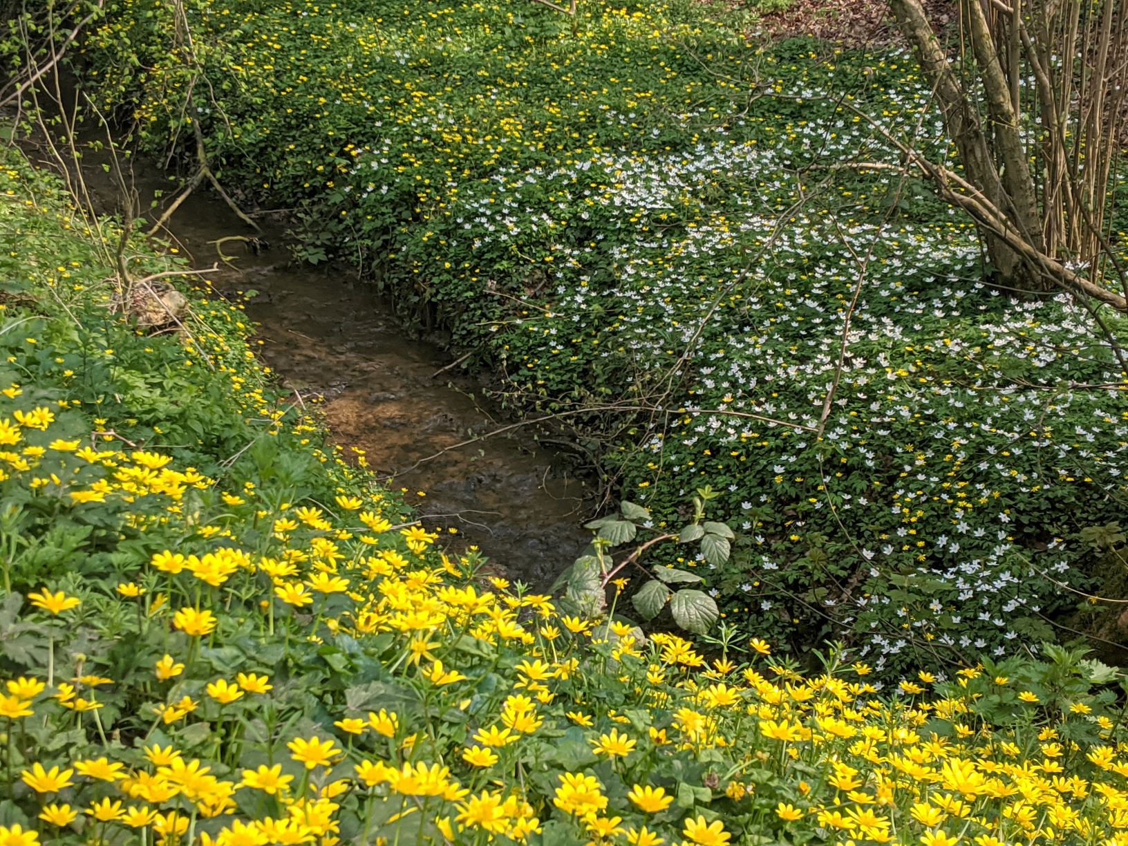 More Celandines in Mill Lane, April 10th 2020